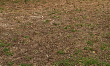 Turf, New Orleans, Before Sod