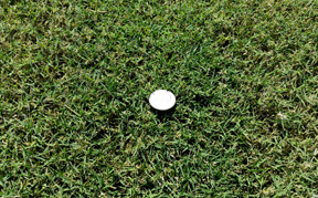 Bermuda Sod – Tifway 419